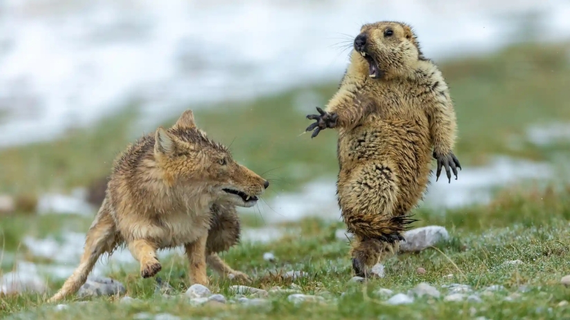 15 most impressive images from the "Best Wildlife Photographer 2019" contest