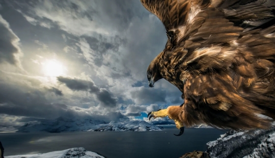 15 most impressive images from the "Best Wildlife Photographer 2019" contest