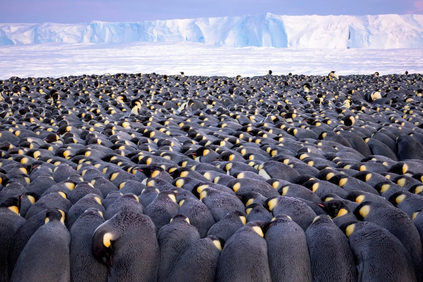 15 most impressive images from the "Best Wildlife Photographer 2019" contest
