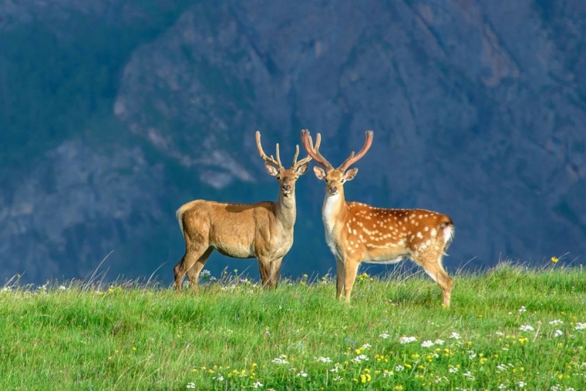 15 photos about wildlife — the most unexplored thing on earth