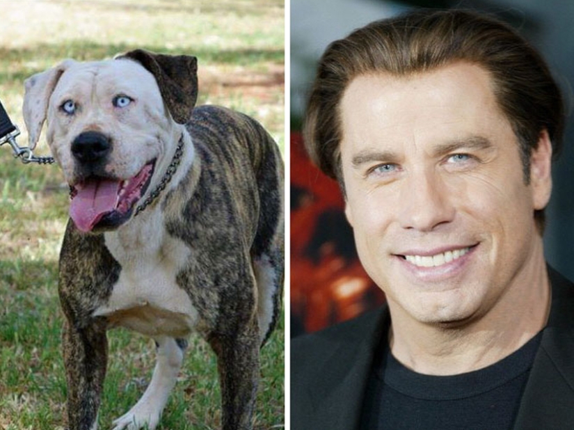 15 Photos of Animals That Strikingly Look Like Stars 15 Photos of Animals That Strikingly Look Like Stars