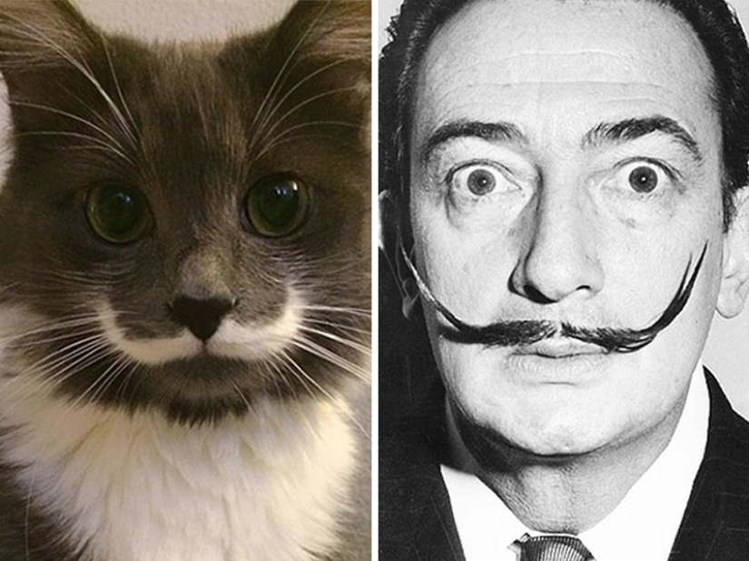 15 Photos of Animals That Strikingly Look Like Stars 15 Photos of Animals That Strikingly Look Like Stars