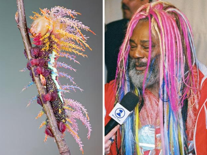 15 Photos of Animals That Strikingly Look Like Stars 15 Photos of Animals That Strikingly Look Like Stars