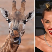 15 Photos of Animals That Strikingly Look Like Stars 15 Photos of Animals That Strikingly Look Like Stars