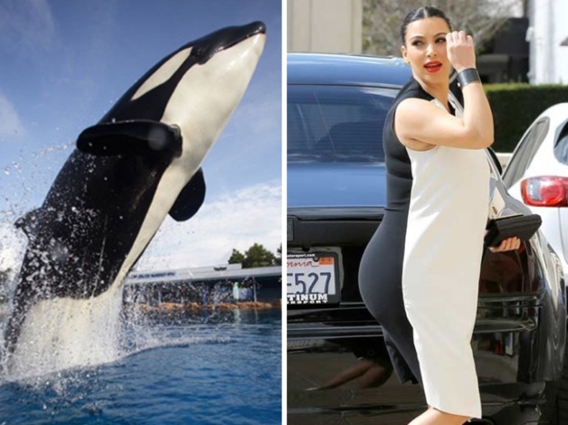 15 Photos of Animals That Strikingly Look Like Stars 15 Photos of Animals That Strikingly Look Like Stars