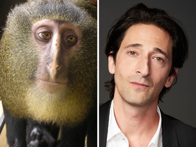 15 Photos of Animals That Strikingly Look Like Stars 15 Photos of Animals That Strikingly Look Like Stars