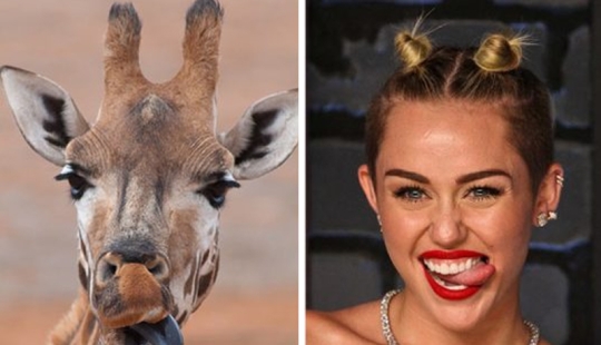 15 Photos of Animals That Strikingly Look Like Stars