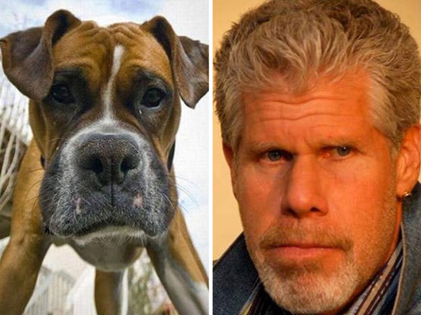 15 Photos of Animals That Strikingly Look Like Stars 15 Photos of Animals That Strikingly Look Like Stars