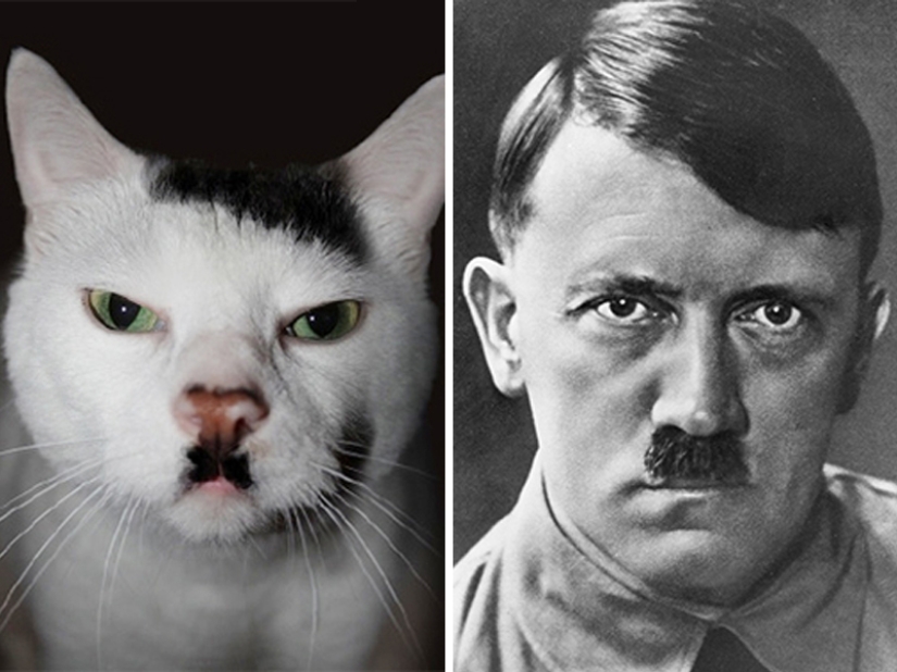 15 Photos of Animals That Strikingly Look Like Stars 15 Photos of Animals That Strikingly Look Like Stars