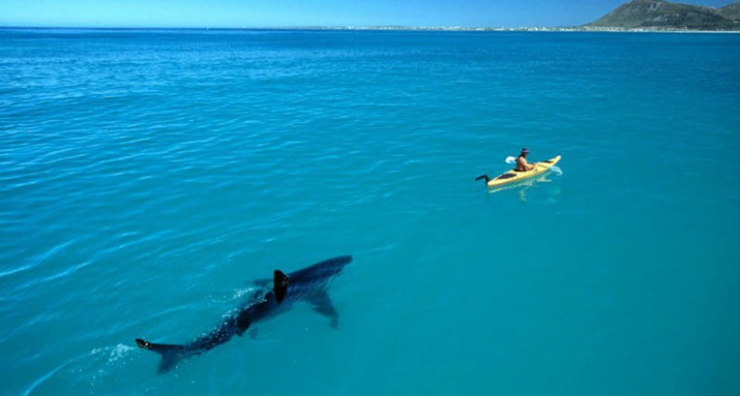 15 pictures, after viewing which you don't put your foot in the water