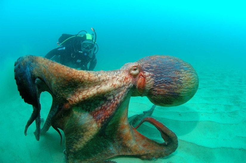 15 pictures, after viewing which you don't put your foot in the water