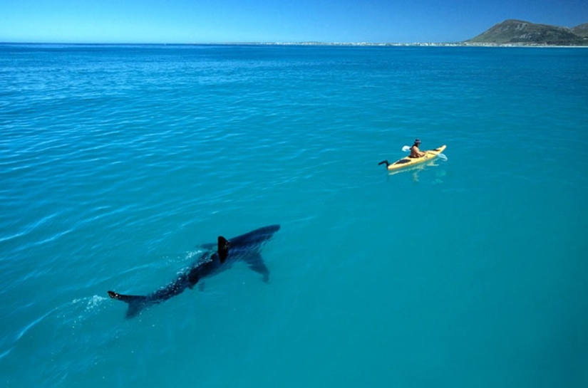 15 pictures, after viewing which you don't put your foot in the water