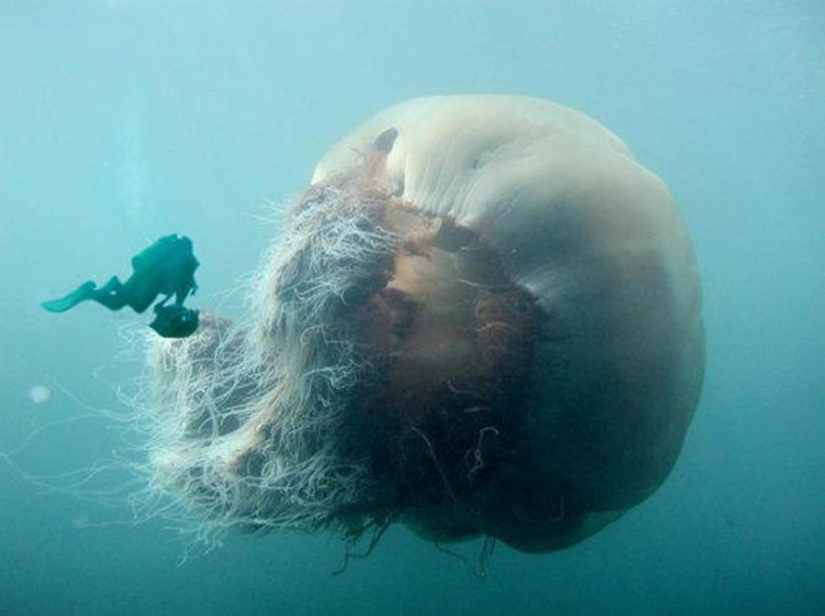 15 pictures, after viewing which you don't put your foot in the water