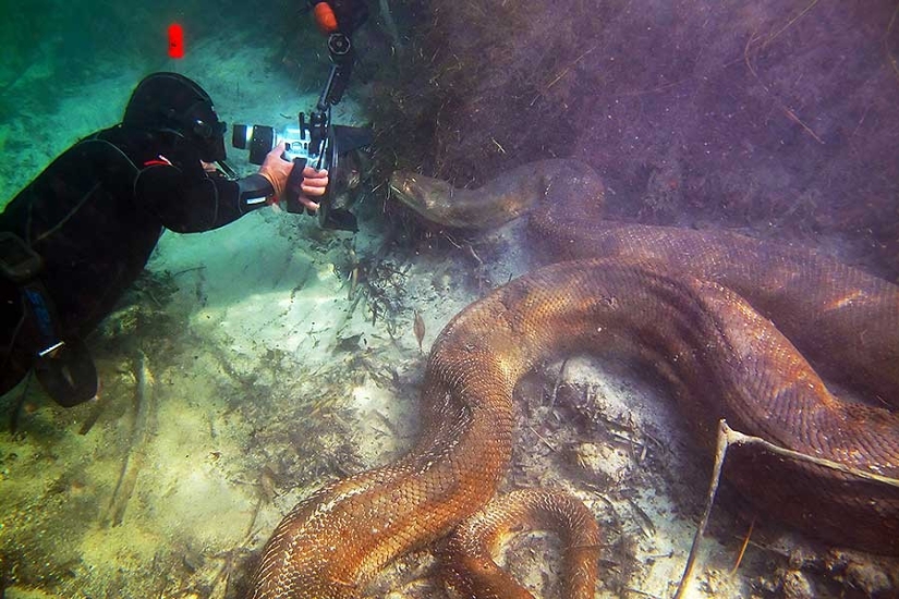 15 pictures, after viewing which you don't put your foot in the water