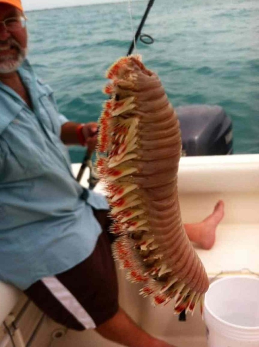 15 pictures, after viewing which you don't put your foot in the water