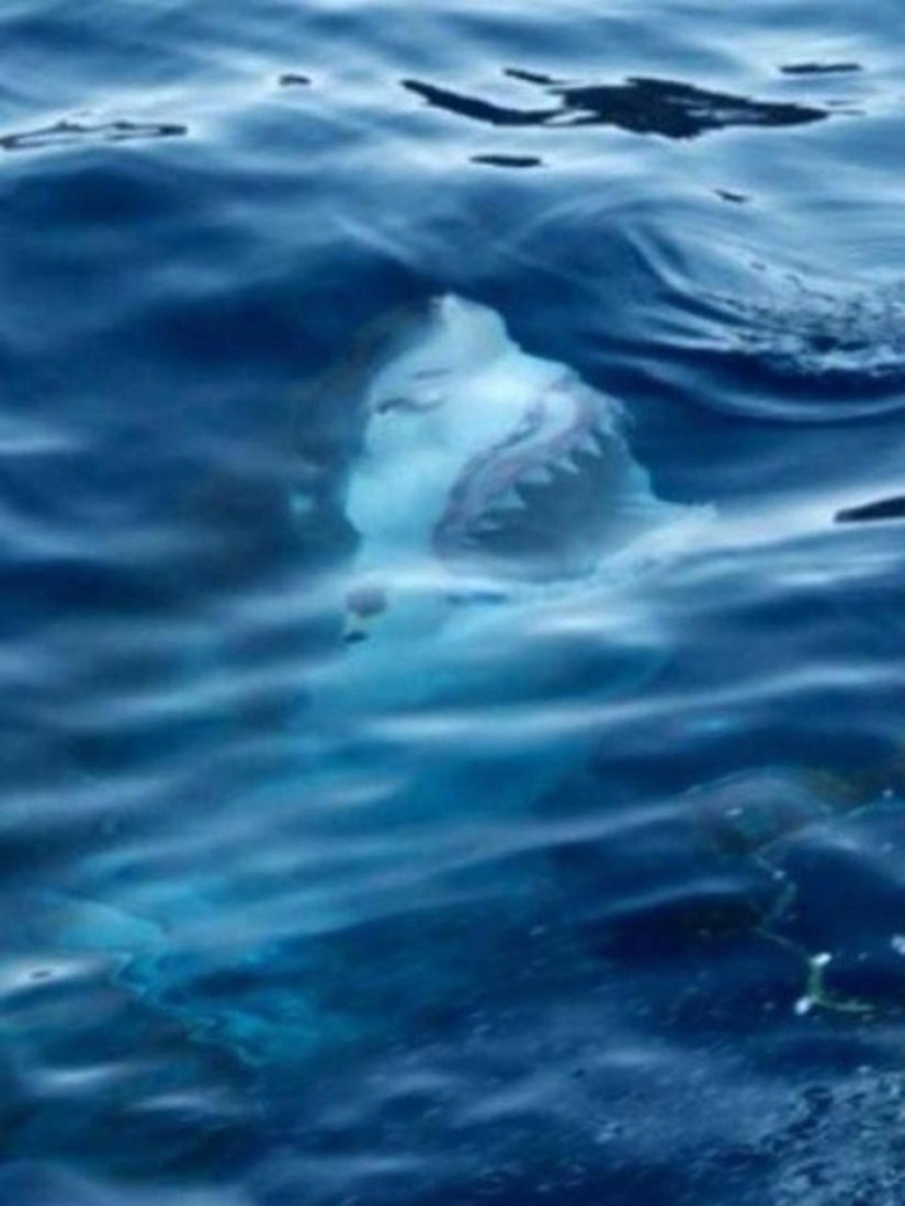 15 pictures, after viewing which you don't put your foot in the water