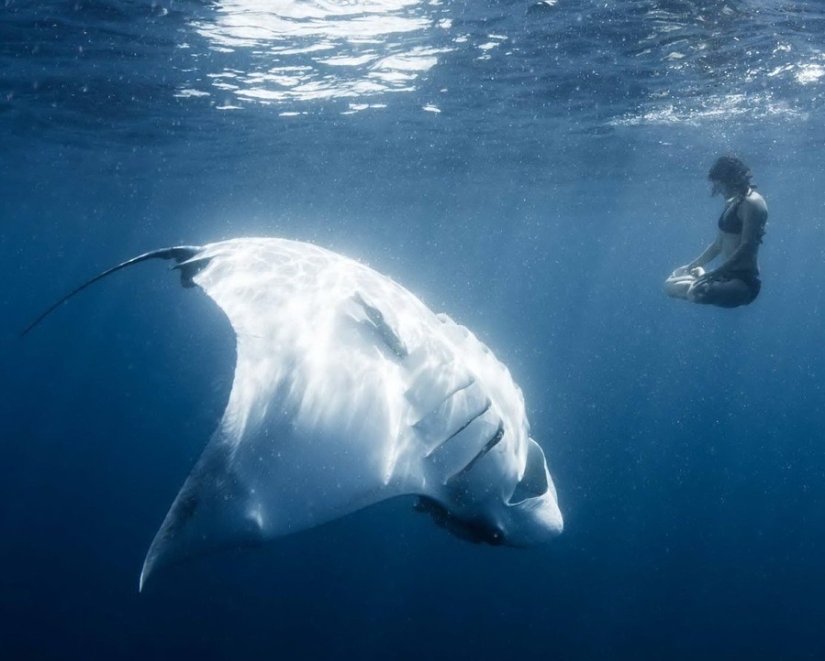 15 pictures, after viewing which you don't put your foot in the water