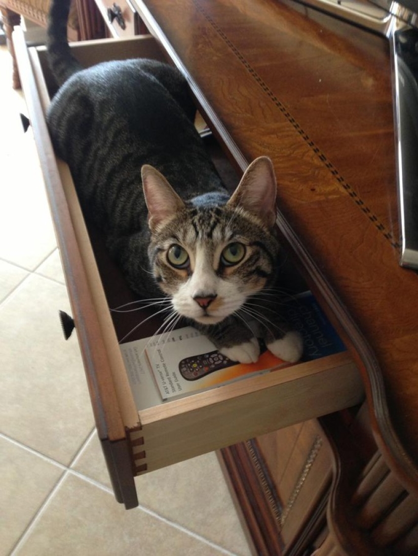 15 places where we never expected to see a cat 15 places where we never expected to see a cat