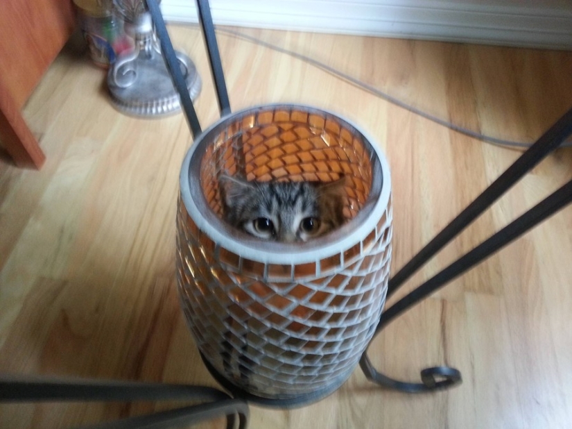 15 places where we never expected to see a cat 15 places where we never expected to see a cat