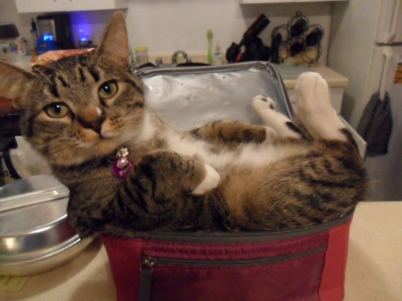 15 places where we never expected to see a cat 15 places where we never expected to see a cat
