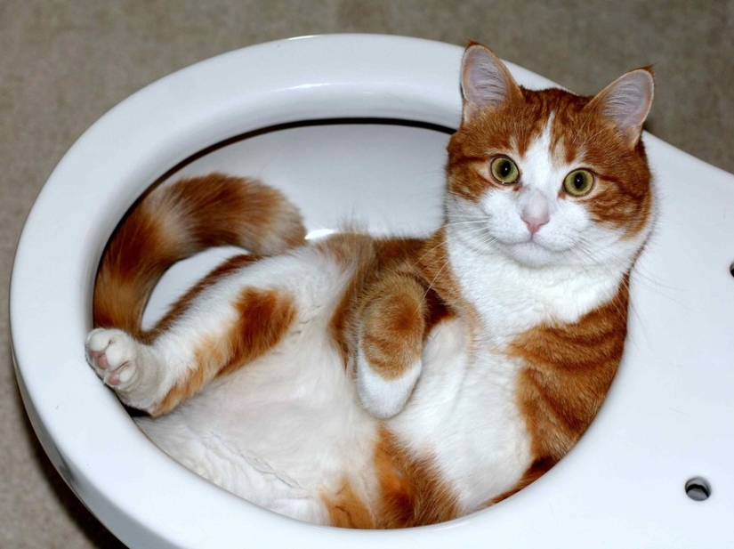 15 places where we never expected to see a cat 15 places where we never expected to see a cat