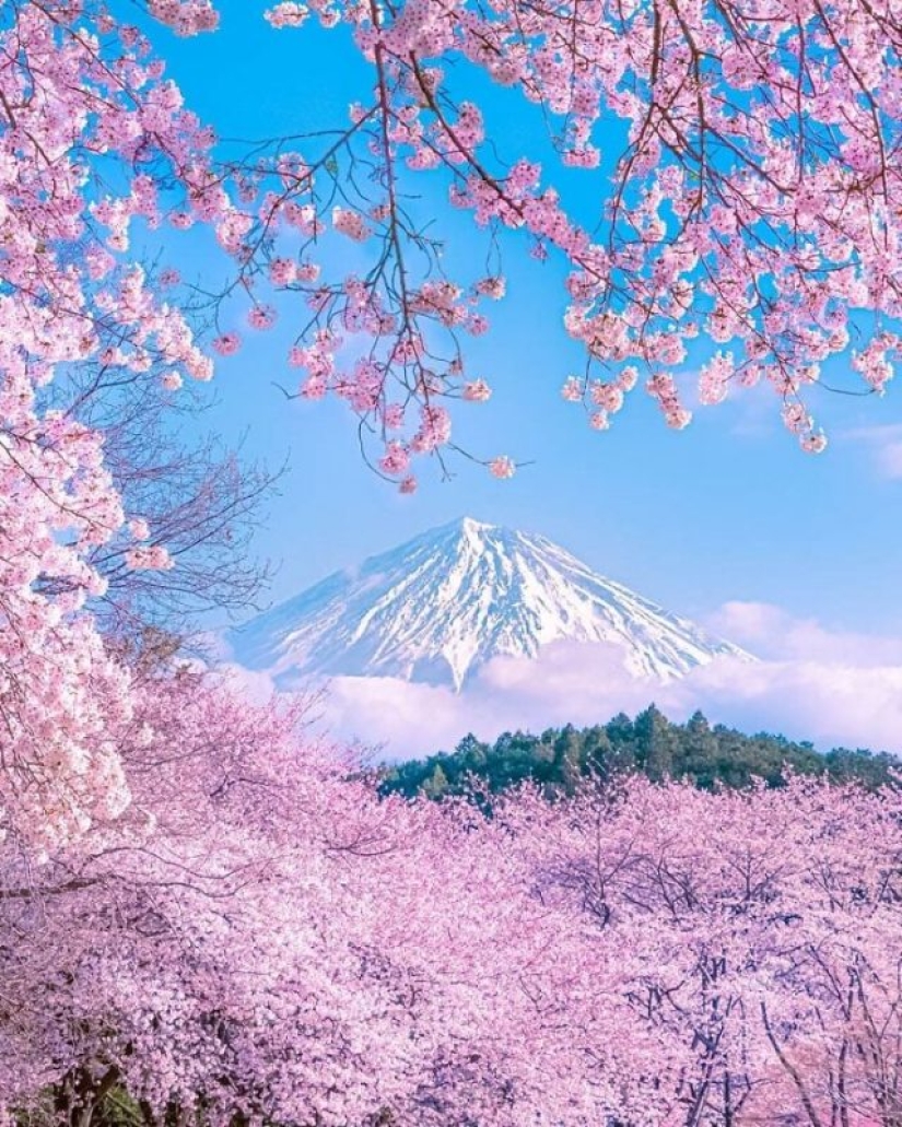 15 veces que la gente vio algo hermoso en la naturaleza y tuvo que compartirlo en línea