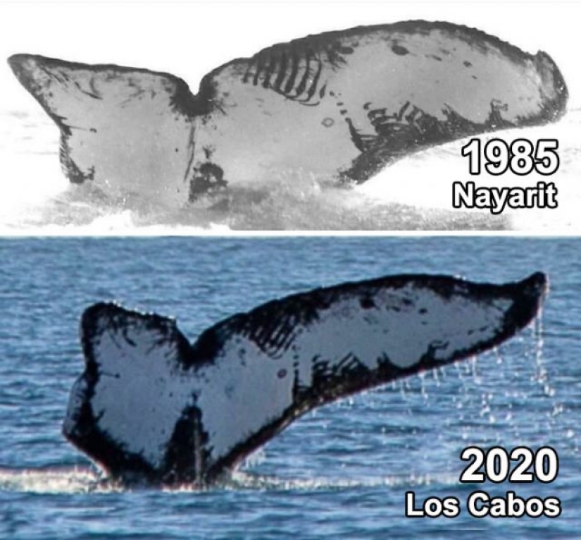 15 veces que la gente vio algo hermoso en la naturaleza y tuvo que compartirlo en línea