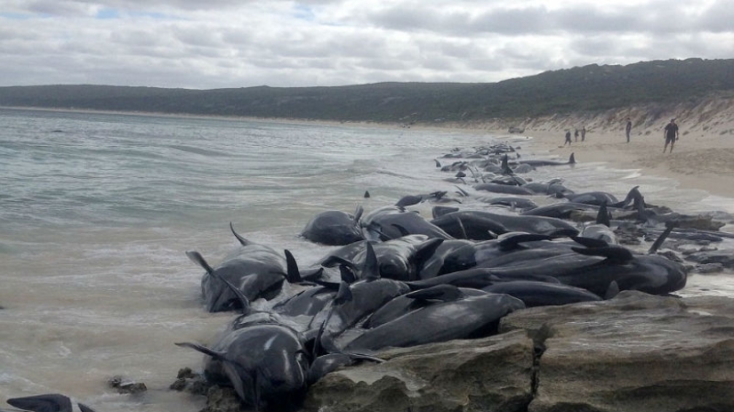 150 dolphins washed up on the coast of Australia. Authorities are afraid of accumulations of sharks