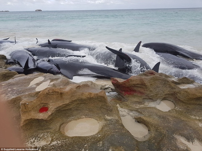 150 dolphins washed up on the coast of Australia. Authorities are afraid of accumulations of sharks