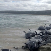150 dolphins washed up on the coast of Australia. Authorities are afraid of accumulations of sharks
