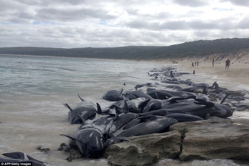 150 dolphins washed up on the coast of Australia. Authorities are afraid of accumulations of sharks