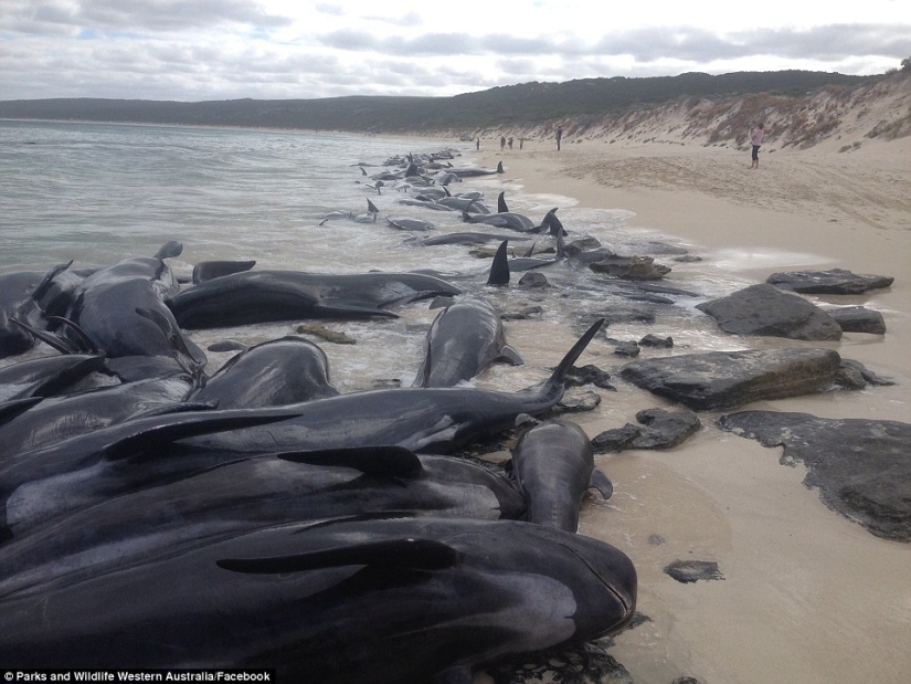 150 dolphins washed up on the coast of Australia. Authorities are afraid of accumulations of sharks