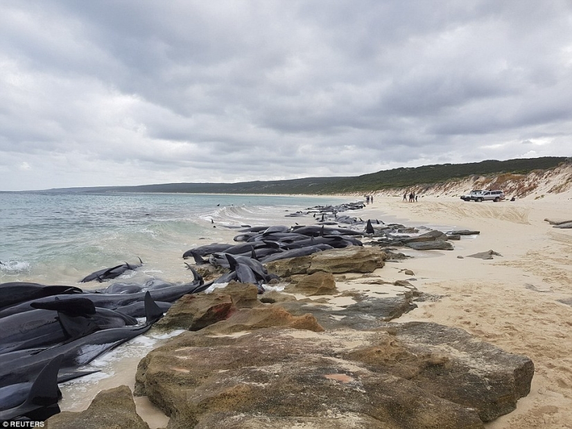 150 dolphins washed up on the coast of Australia. Authorities are afraid of accumulations of sharks