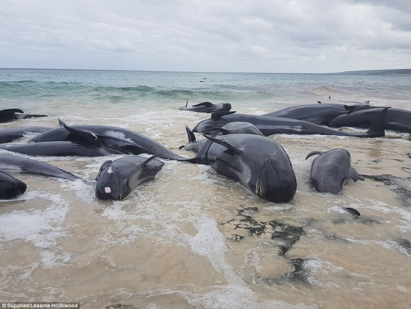 150 dolphins washed up on the coast of Australia. Authorities are afraid of accumulations of sharks