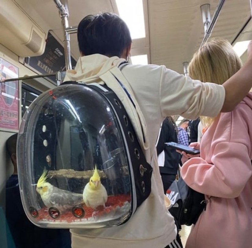 16 cosas comunes que nunca habíamos visto antes