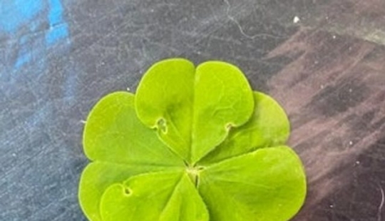 16 cosas comunes que nunca habíamos visto antes