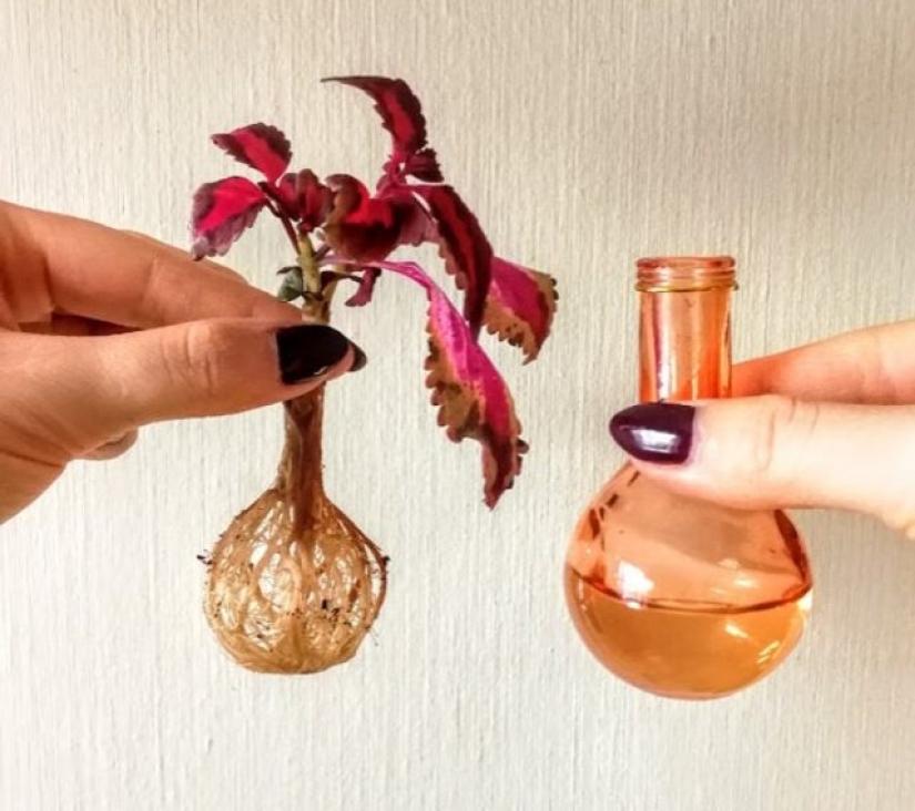 16 cosas comunes que nunca habíamos visto antes