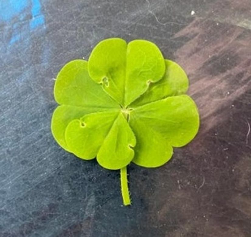 16 cosas comunes que nunca habíamos visto antes