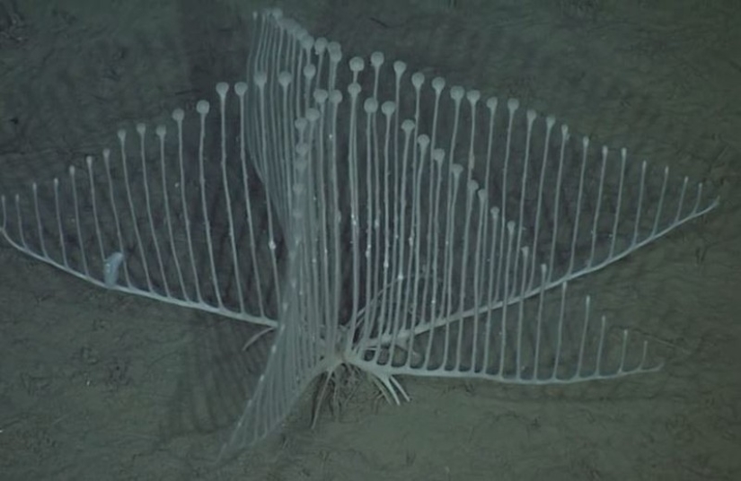 16 creatures as if from another planet 16 creatures as if from another planet