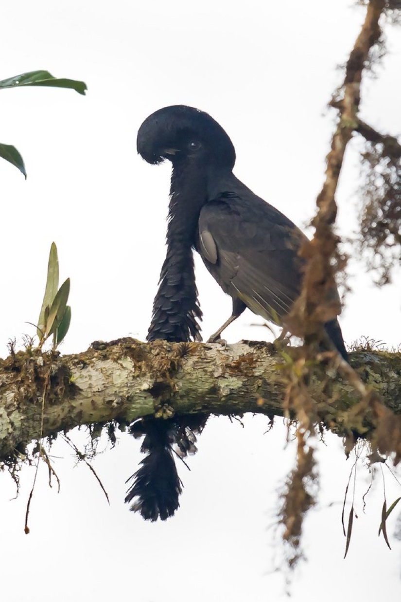 16 creatures as if from another planet 16 creatures as if from another planet