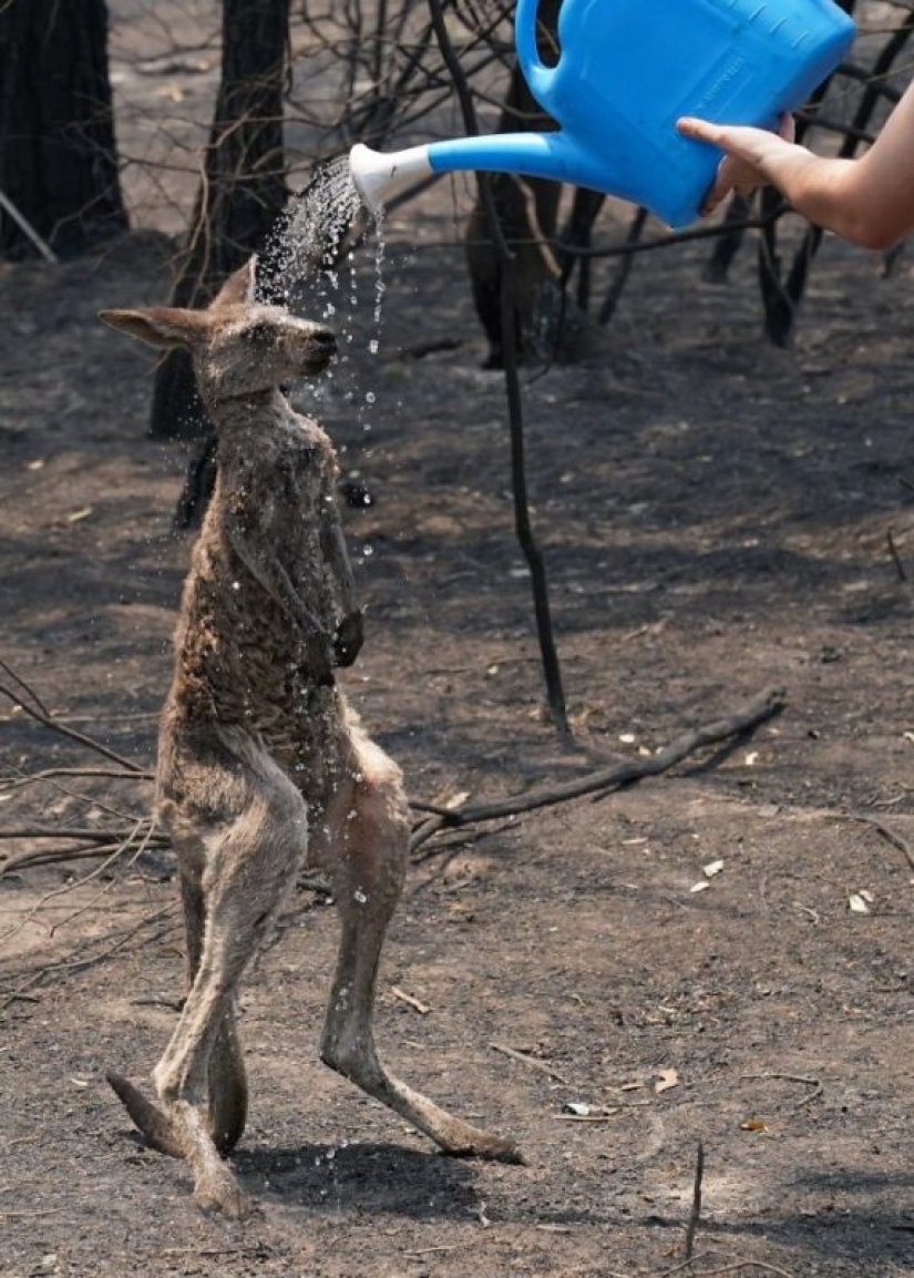 16 shocking photos of what's happening in Australia 16 shocking photos of what's happening in Australia