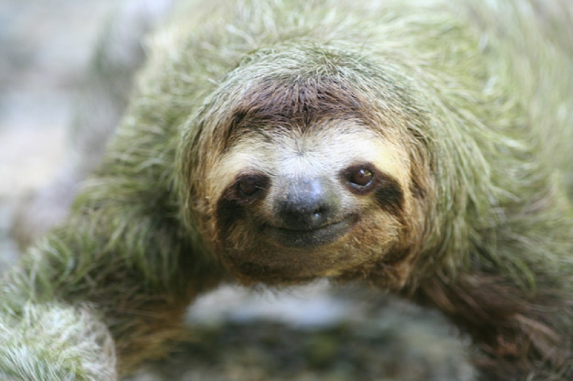 17 amazing facts about sloths — idle and magnificent