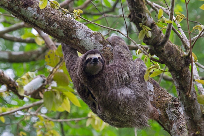 17 amazing facts about sloths — idle and magnificent
