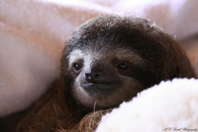 17 amazing facts about sloths — idle and magnificent
