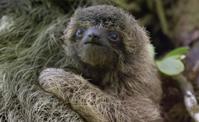 17 amazing facts about sloths — idle and magnificent