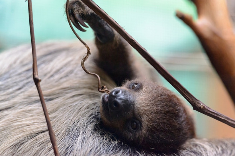 17 amazing facts about sloths — idle and magnificent