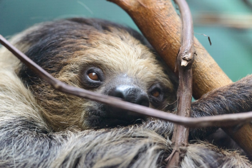 17 amazing facts about sloths — idle and magnificent