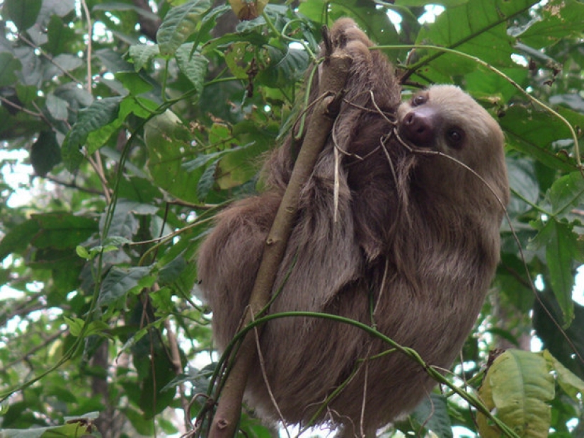 17 amazing facts about sloths — idle and magnificent