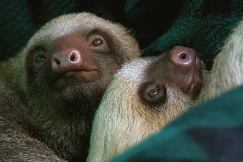 17 amazing facts about sloths — idle and magnificent