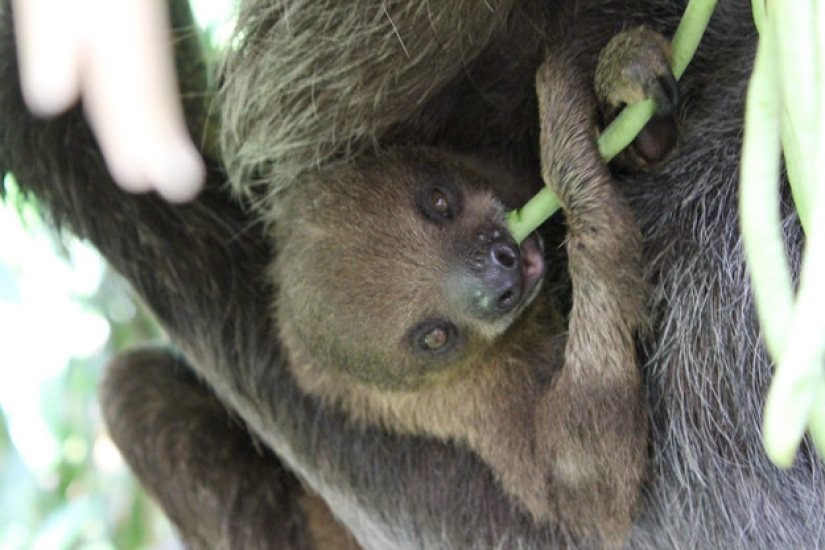 17 amazing facts about sloths — idle and magnificent